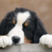 Brave Puppy Gets Nail Trim From Hungry Horse 9 Nails & Beauty Magazine Hubs