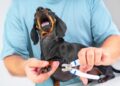Clever Hack for Trimming Dachshund Nails 17 Nails & Beauty Magazine Hubs